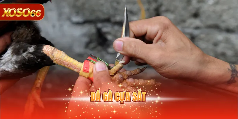 Đá Gà Cựa Sắt – Luật Chơi, Ưu Điểm, Cách Tham Gia 1 Đá gà cựa sắt