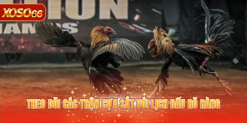 Sảnh AOG - Sảnh Cược Trực Tuyến Đa Dạng Tại XOSO66 3 Theo dõi các trận cựa sắt với lịch đấu rõ ràng