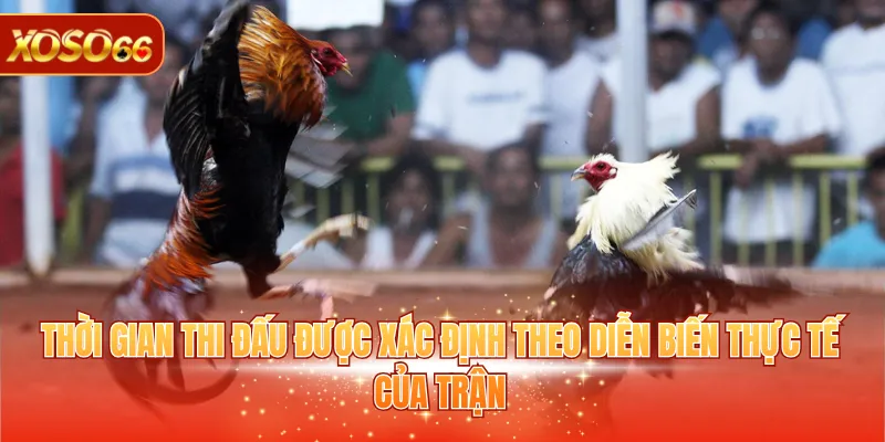 Đá Gà Cựa Sắt – Luật Chơi, Ưu Điểm, Cách Tham Gia 3 Thời gian thi đấu được xác định theo diễn biến thực tế của trận