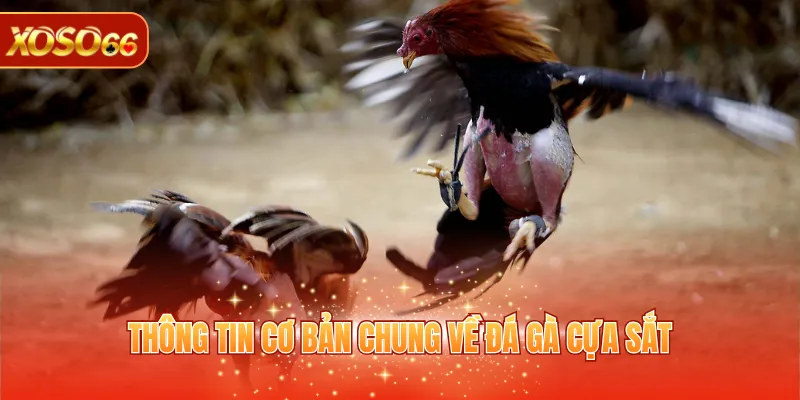Đá Gà Cựa Sắt – Luật Chơi, Ưu Điểm, Cách Tham Gia 2 Thông tin cơ bản chung về đá gà cựa sắt